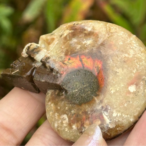 Ammonite Skull - Picture 8 of 9
